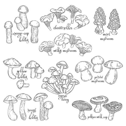 Vector image boletes, saffron milk caps, white mushrooms, birch boletes, orange boletes, russulas, slippery jacks, oyster mushrooms, morels and their english names, collection on white