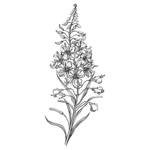 Fireweed. Vector monkeyflower, ivan's tea, contour on white