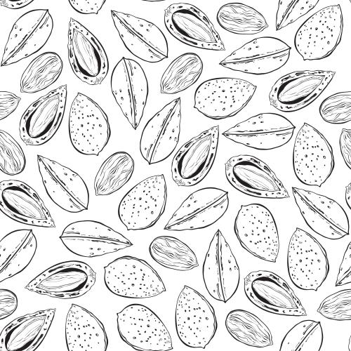 Nut. Vector almonds on white