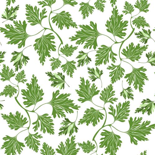 Spice. Vector parsley on white