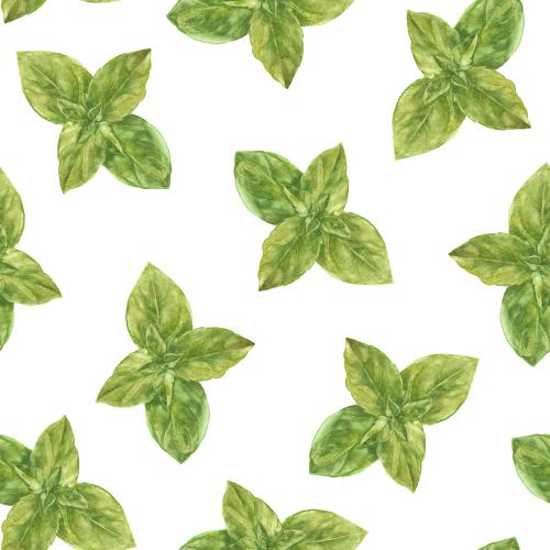 Raster image watercolor basil on white