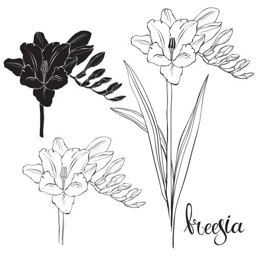 Freesia. Vector freesia options on white