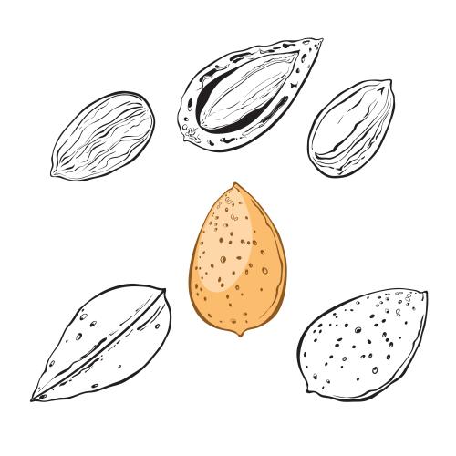 Nut. Vector almond nuts on white