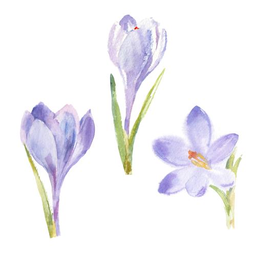 Raster image watercolor crocus flowers, three flowers on white