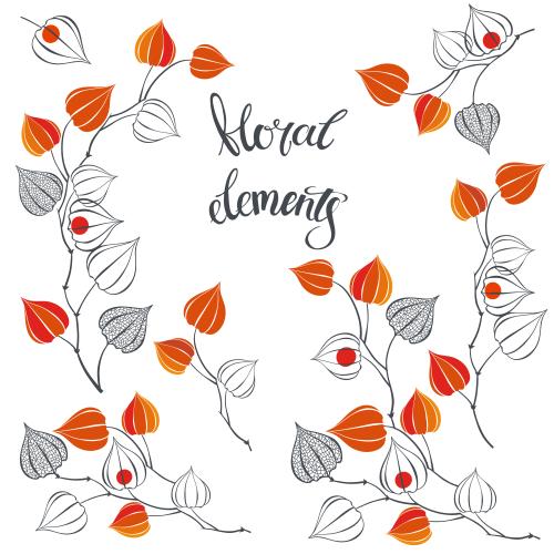 Vector image physalis, various variations on white