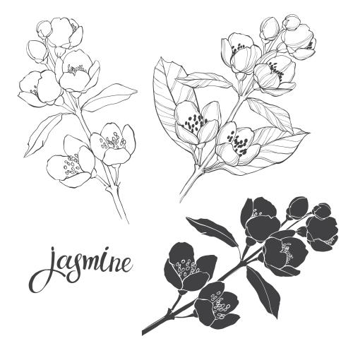 Jasmine. Vector blooming jasmine branches, contours and silhouettes on white, three options