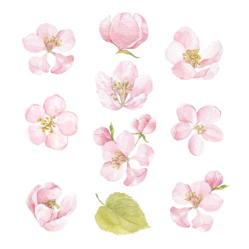 Raster image watercolor apple tree flowers