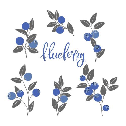 Vector image blueberry branches with berries on white