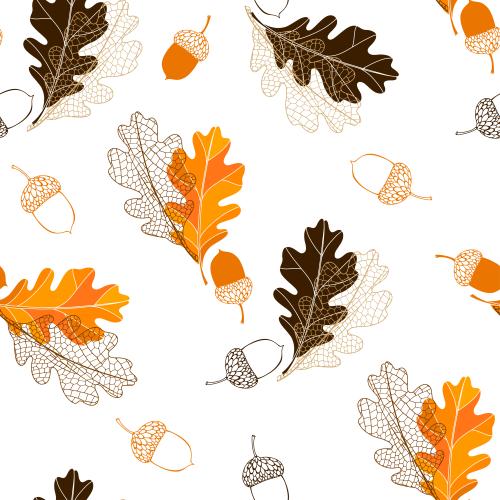 Oak leaf. Vector oak leaves and acorns, colored contours and silhouettes on white