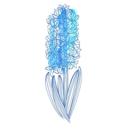 Hyacinth. Vector hyacinth watercolor fragment on white