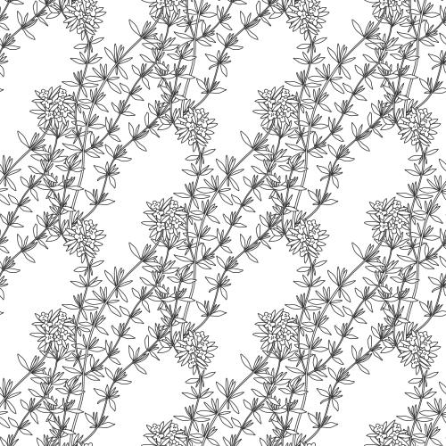 Thyme. Vector thyme on white