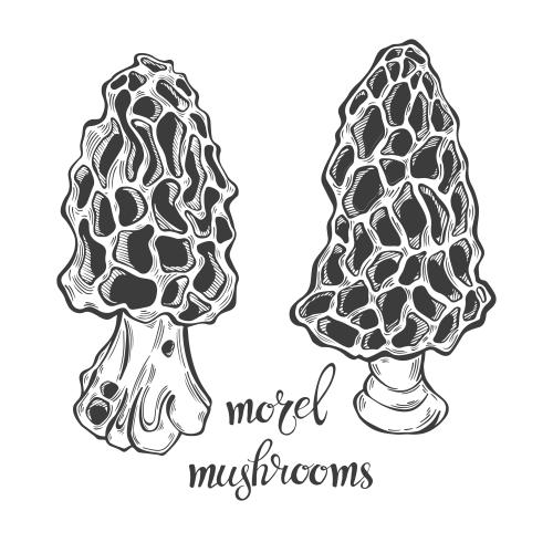 Vector image morel mushrooms, two options on white