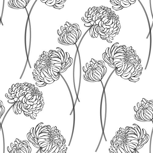 Chrysanthemum. Vector chrysanthemums on white
