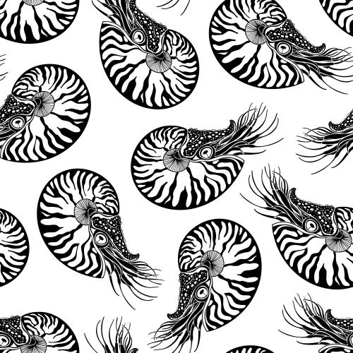 Nautilus. Vector nautiluses on white