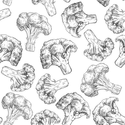 Broccoli. Vector monochrome broccoli on white