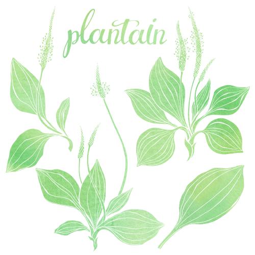Raster image watercolor plantain, various options on white