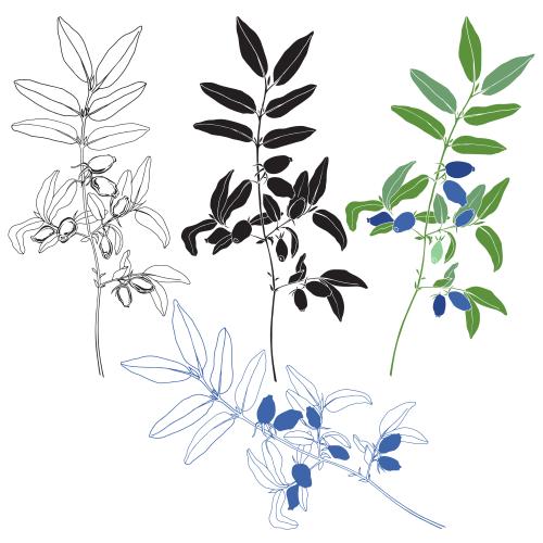 Vector image elderflower, branches with berries, four variants on white