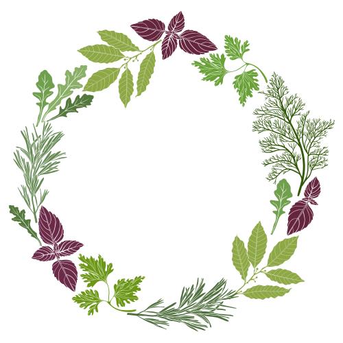Basil. Vector round frame of culinary herbs on white