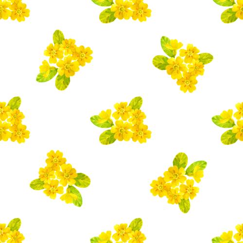 Raster image primula, watercolor flowers on white