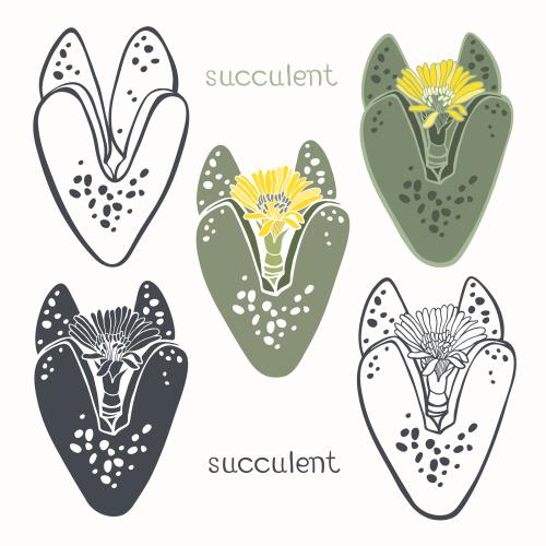 Succulent. Vector succulent various options on white