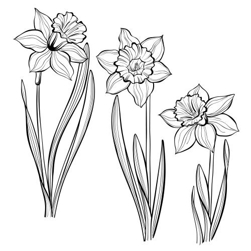 Illustration three narcissus on white, black graphic drawing on white