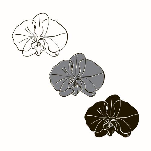 Illustration orchid flower on white three different options