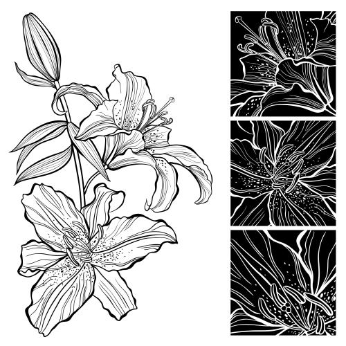 Lily. Vector contour drawing of a lily, three black squares with flower fragments on white