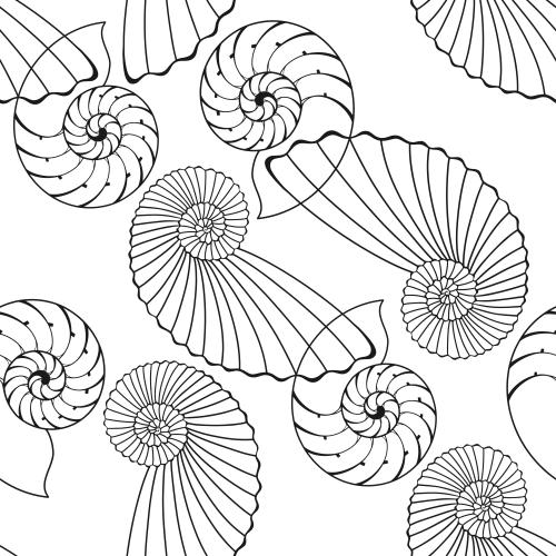 Vector image nautilus on white