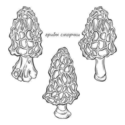 Black-white. Vector morel mushrooms, various options on white