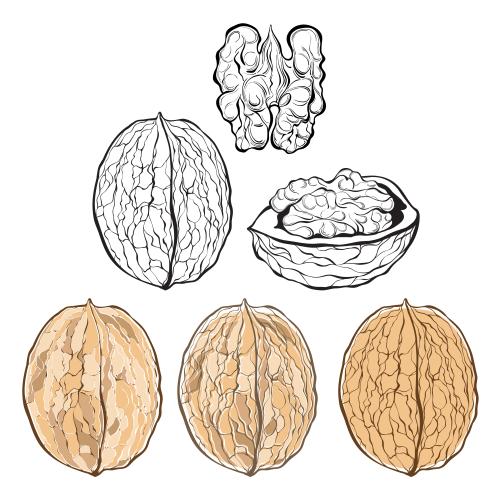 Nut. Vector walnuts, various options on white