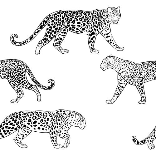 Leopard. Vector leopards on white