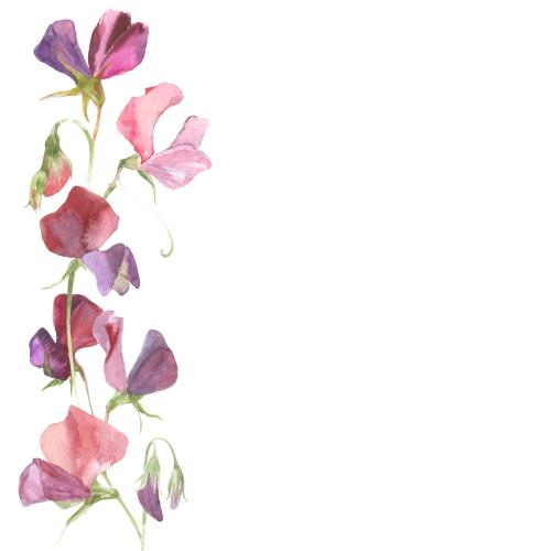Sweet pea. Vector watercolor scented pea place for text on white