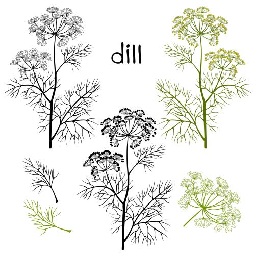 Dill. Vector dill branches with umbrellas various options on white