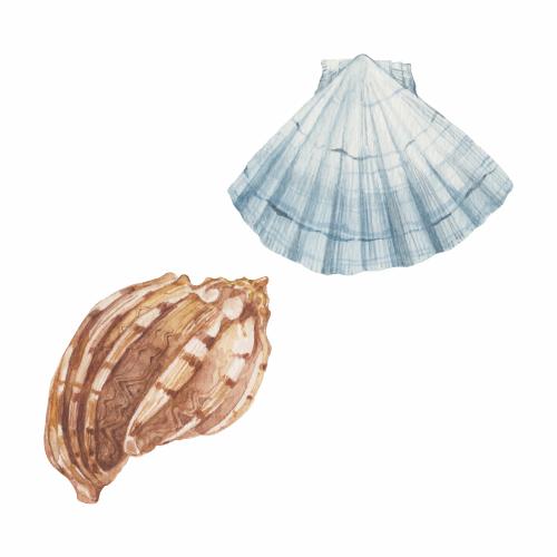 Shell. Vector two shells on white