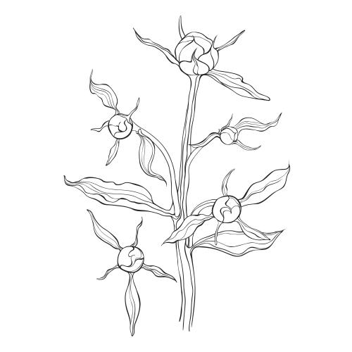 Bud. Vector peony branch with buds, contrasting image on white