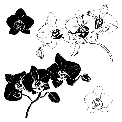 Orchid. Vector orchids black contours and silhouettes on white