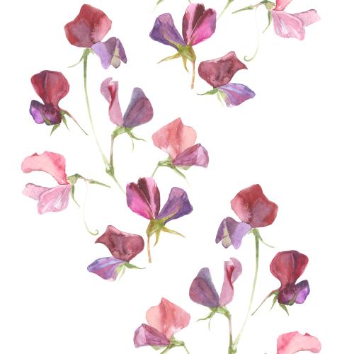 Raster image watercolor fragrant pea pattern on white