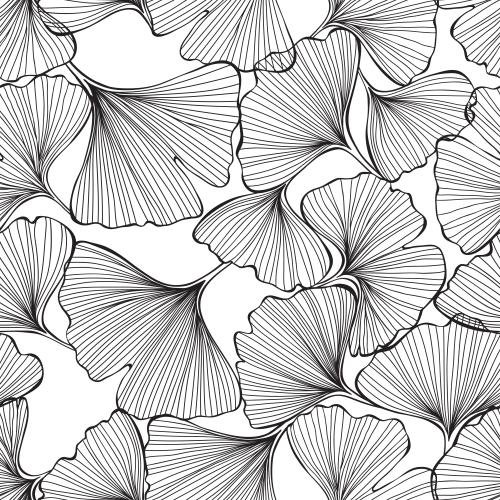 Ginkgo biloba. Vector ginkgo biloba, black outlines of leaves on white