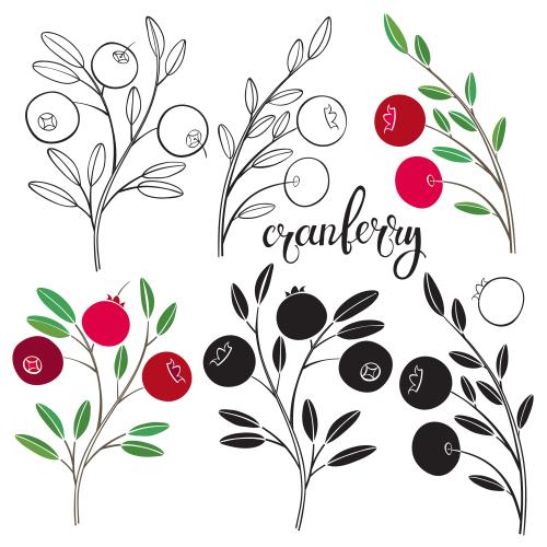 Cranberry. Vector cranberry twigs with berries, various options on white