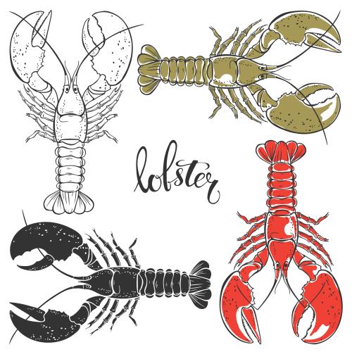 Lobster. Vector lobsters, four options on white