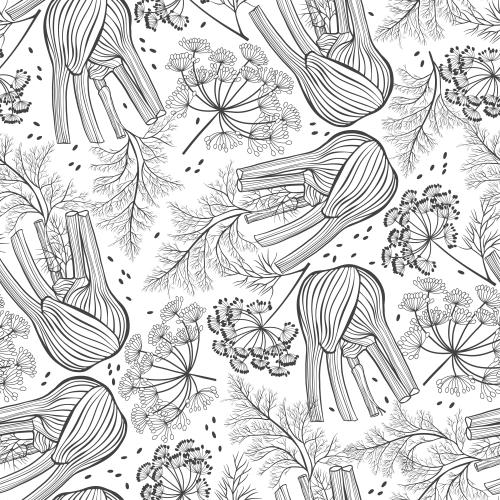 Fennel. Vector fennel on white