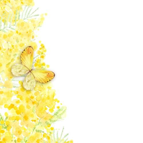 Raster image watercolor mimosa, butterfly and space for text on white