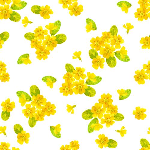 Raster image primula, watercolor flowers on white