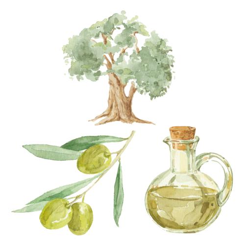 Olivaceous. Vector olive tree, branch with fruits and a bottle with oil on white