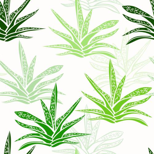 Illustration succulents, green silhouettes and contours on white