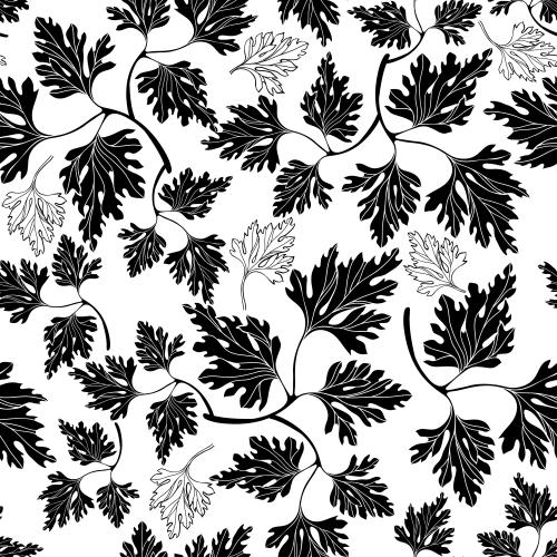 Parsley. Vector parsley black silhouettes and contours on white