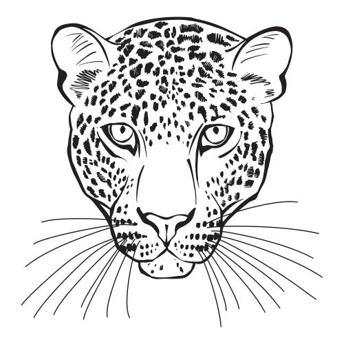 Leopard. Vector leopard head on white