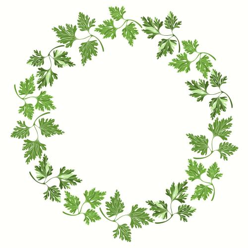 Parsley. Vector round frame from parsley on white