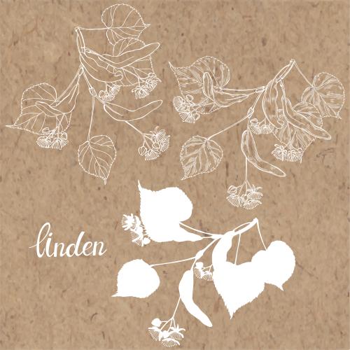 Linden. Vector lime contours and silhouettes on craft