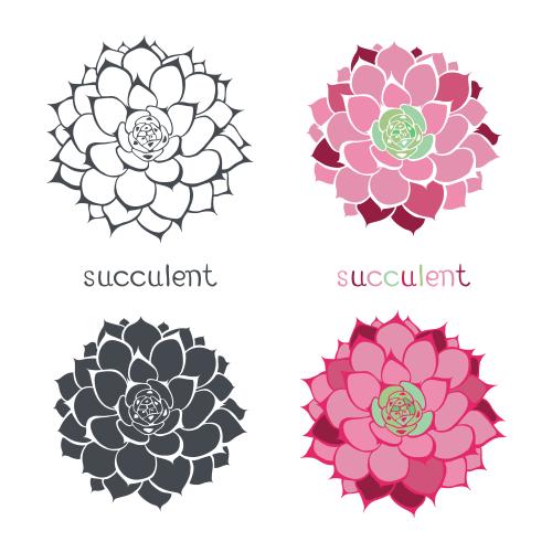 Illustration succulent four variants on white